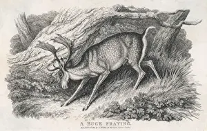 Buck Prints: Buck Fraying Antlers