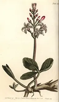 Lectures Prints: Buckbean, Menyanthes trifoliata