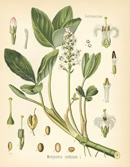 Buckbean, Menyanthes trifoliata