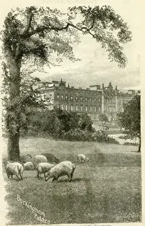 Monthly Prints: Buckingham Palace with sheep grazing