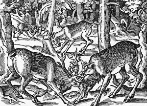 1539 Prints: Two Bucks Fighting