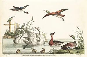 Bucolic pond scene with ducks, swans, kingfisher, chicks