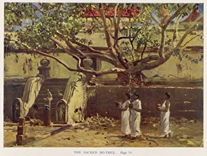 Buddhas Bo-Tree