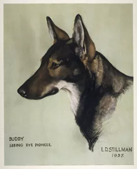 Frank Collection: Buddy, Seeing Eye
