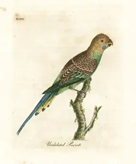 Psittacus Prints: Budgerigar, Melopsittacus undulatus