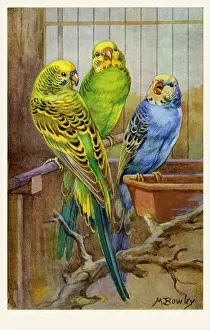 Budgerigars
