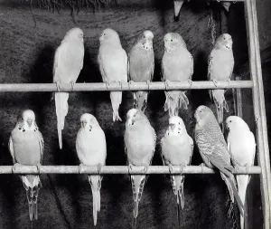 Perches Prints: Eleven Budgerigars on two perches