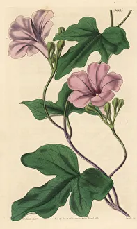 Aires Gallery: Buenos Aires morning glory, Ipomoea bonariensis
