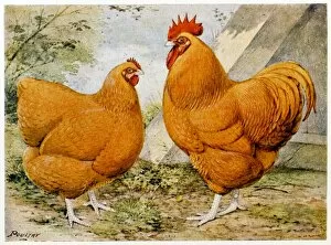 Cock Gallery: Buff Orpington