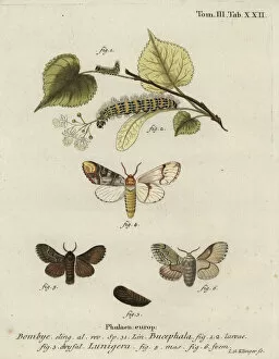 Buff-tip moth, Phalera bucephala, and Cosmotriche lobulina