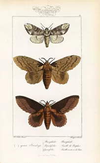 Alexis Collection: Buff-tip, poplar lappet and lappet moth