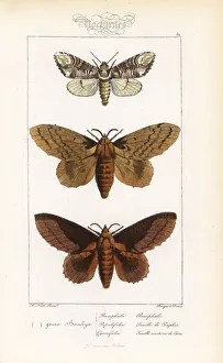 Alexis Collection: Buff-tip, poplar lappet and lappet moth