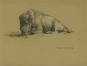 Bison
