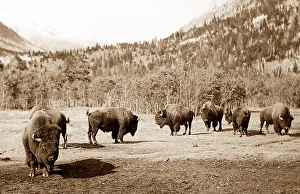 Banff Prints: Buffalo, Banff, Canada