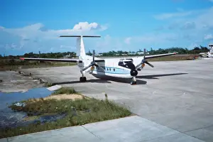 Buffalo at Belize