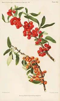 Buffalo berry, Shepherdia argentia