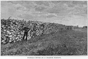 Hunting/Buffalo