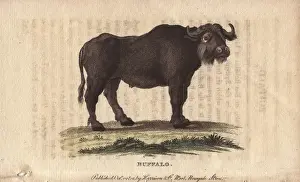 Bubalus Prints: Buffalo, Bos bubalus