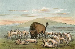 Assailed Prints: Buffalo & Coyotes - 2