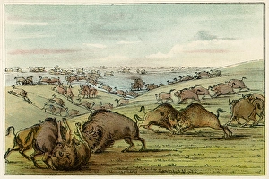 Aggressive Gallery: Buffalo Fighting Catlin