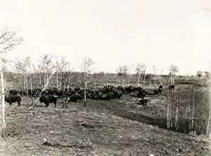Gelatin Prints: Buffalo herd in Buffalo National Park Canada, c. 1920