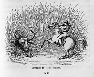Hunting/Buffalo