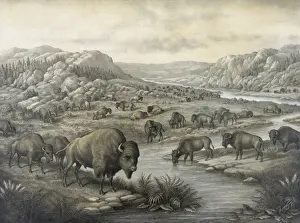 Buffaloes Prints: Buffaloes at rest