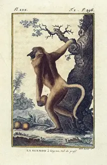 BUFFON, Georges-Louis Leclerc, count de (1707-1788)