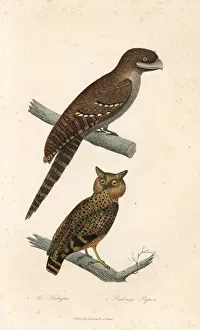 Primevere Prints: Buffy fish owl and Papuan frogmouth