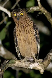 Owls Prints: Buffy Fish-owl watches for prey from a tree-branch