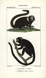 Handed Prints: Buffy-tufted marmoset, Callithrix aurita (vulnerable)