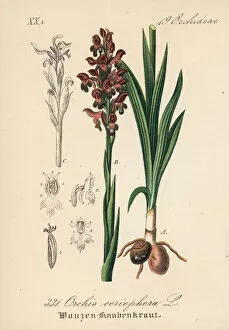 Orchis Gallery: Bug orchid, Anacamptis coriophora