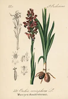 Orchis Prints: Bug orchid, Anacamptis coriophora