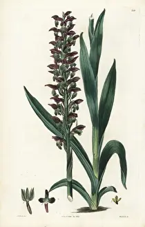 Bug orchid, Anacamptis coriophora