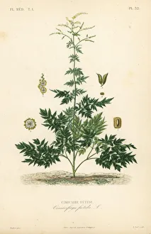 Alphonse Leon Gallery: Bugbane or cohosh, Actaea cimicifuga