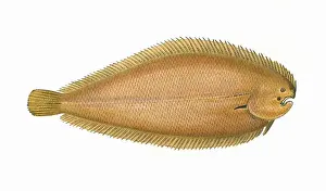 Buglossidium luteum, or Solenette