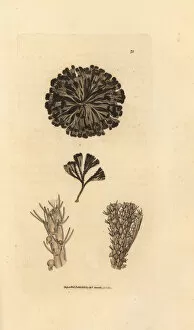 Subjects Gallery: Bugulina avicularia