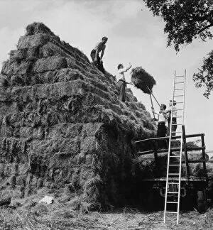 Images Dated 7th March 2012: Building a Haystack