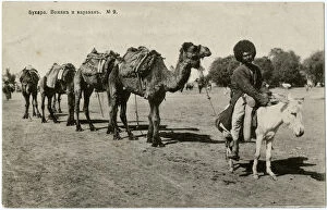 Leads Collection: Bukhara, Uzbekistan - Uzbek man on small donkey leads camels
