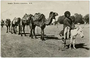 Leads Prints: Bukhara, Uzbekistan - Uzbek man on small donkey leads camels