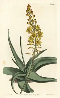 Bulbine alooides