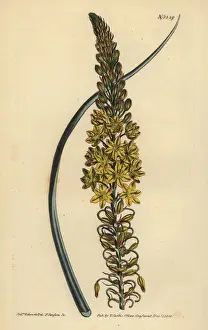 Succulent Prints: Bulbine asphodeloides