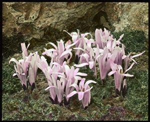 Spring Gallery: Bulbocodium Vernum (Spring Meadow Saffron)