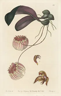 Bulbophyllum auratum orchid