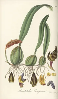 Indo China Prints: Bulbophyllum careyanum orchid