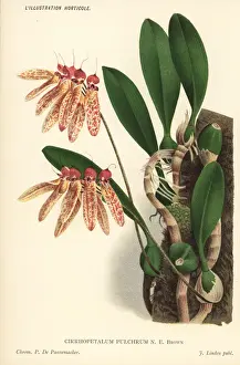 Pannemaeker Prints: Bulbophyllum longiflorum orchid