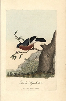 Bullfinch Collection: Bulfinch, Eurasian bullfinch, Loxia pyrrhula