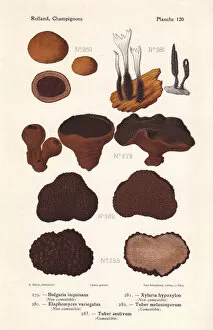 Bulgar and truffle mushrooms