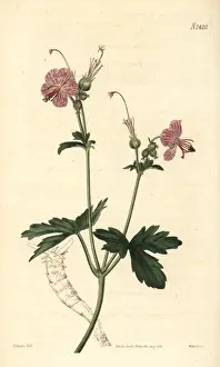 Geranium Prints: Bulgarian geranium, Geranium macrorrhizum