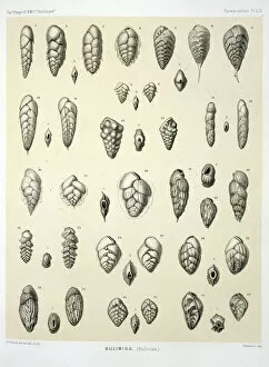 Foraminifera Collection: Bulimina